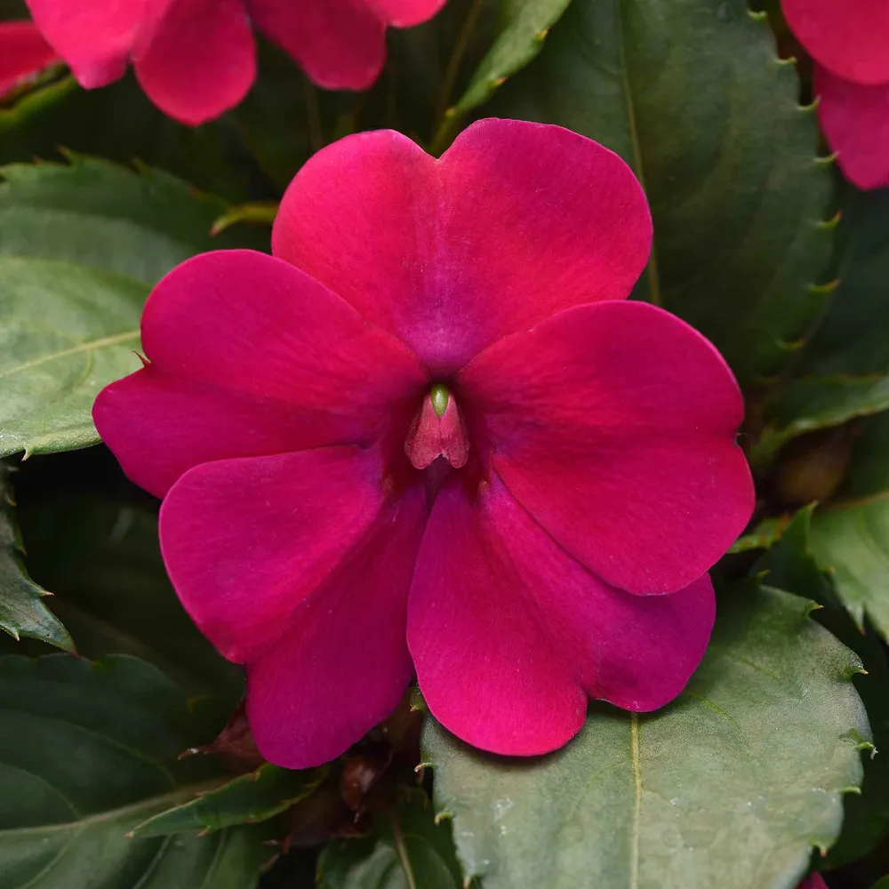 VEGSOW Impatiens Seeds - Solarscape Magenta Bliss