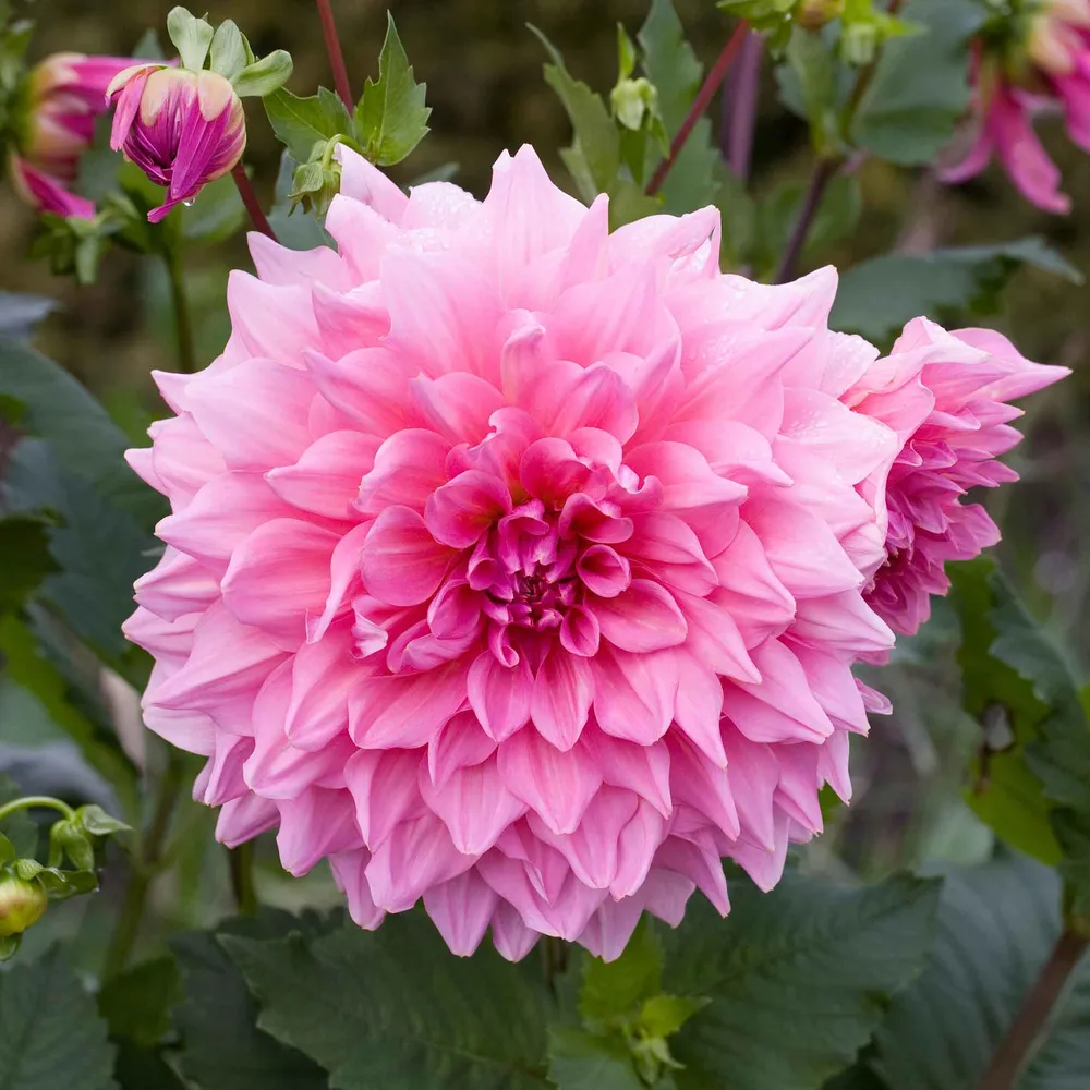 VEGSOW Otto's Thrill Dinnerplate Dahlia Tubers - Large Flowering Garden Bulbs
