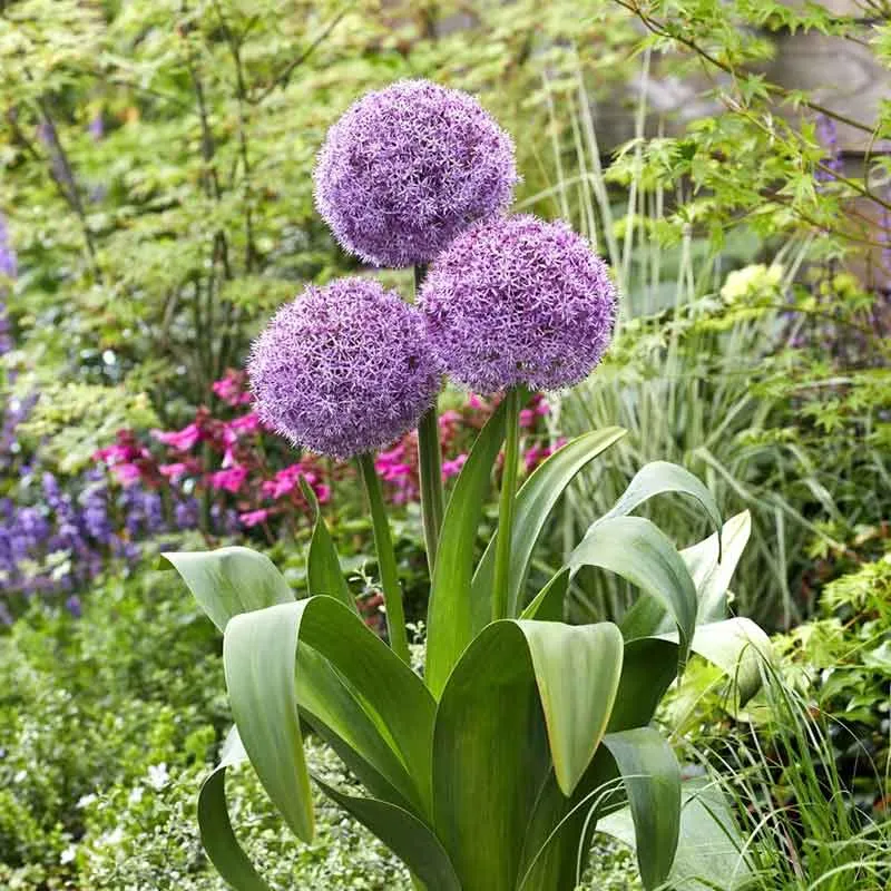 VEGSOW Giant Allium Bulbs - Party Balloons Flowering Perennial Bulbs