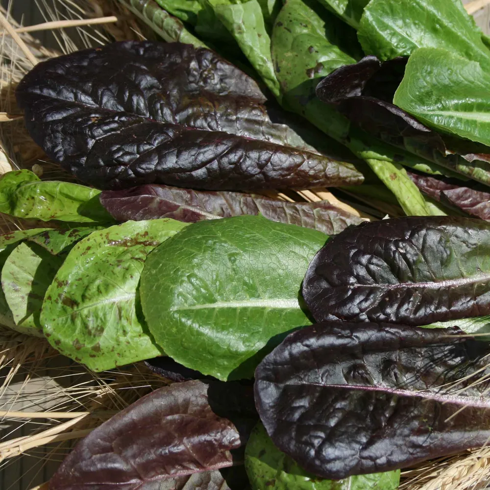 VEGSOW Organic Tricolor Romaine Lettuce Seeds - Heirloom Salad Greens Mix