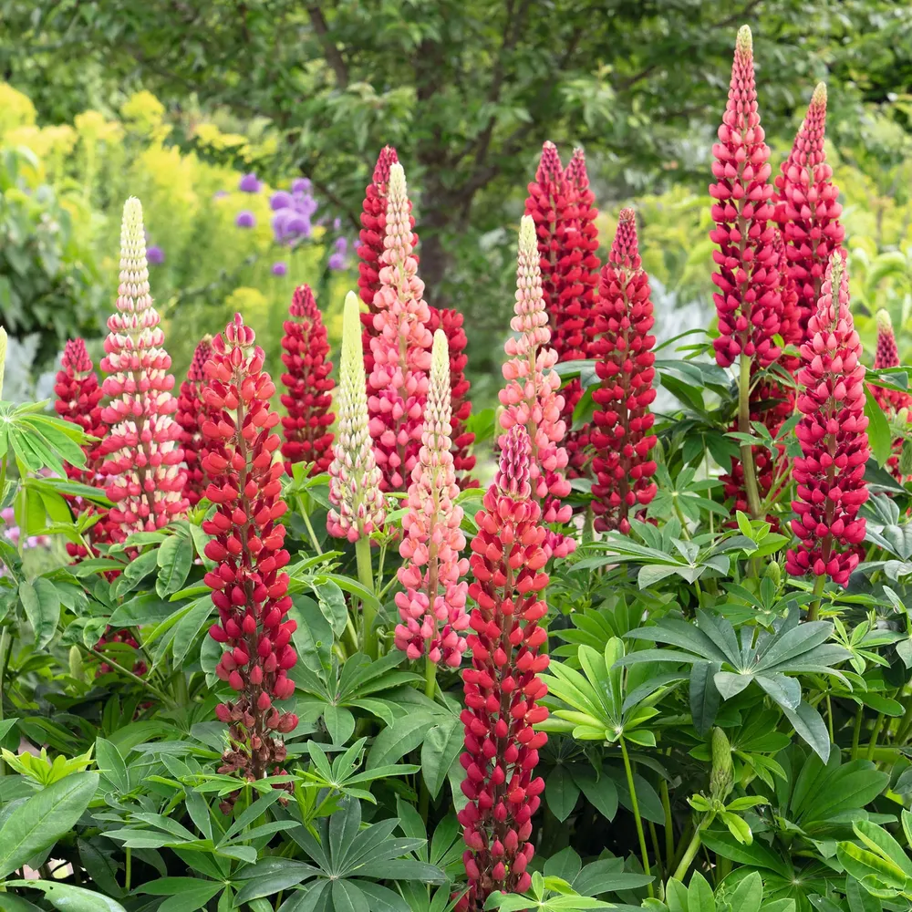 VEGSOW Russell Lupine Seeds - My Castle
