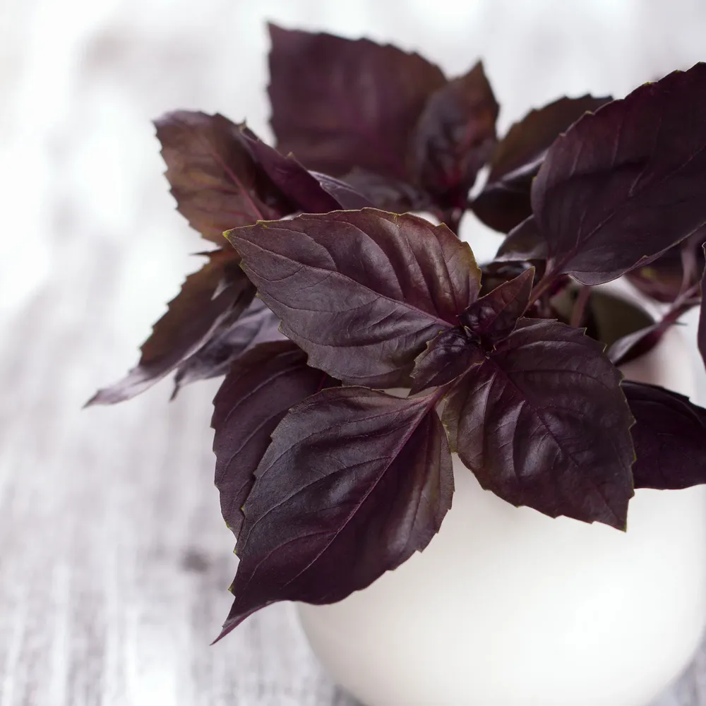 VEGSOW Dark Opal Basil Seeds - Organic Heirloom Herb Seeds