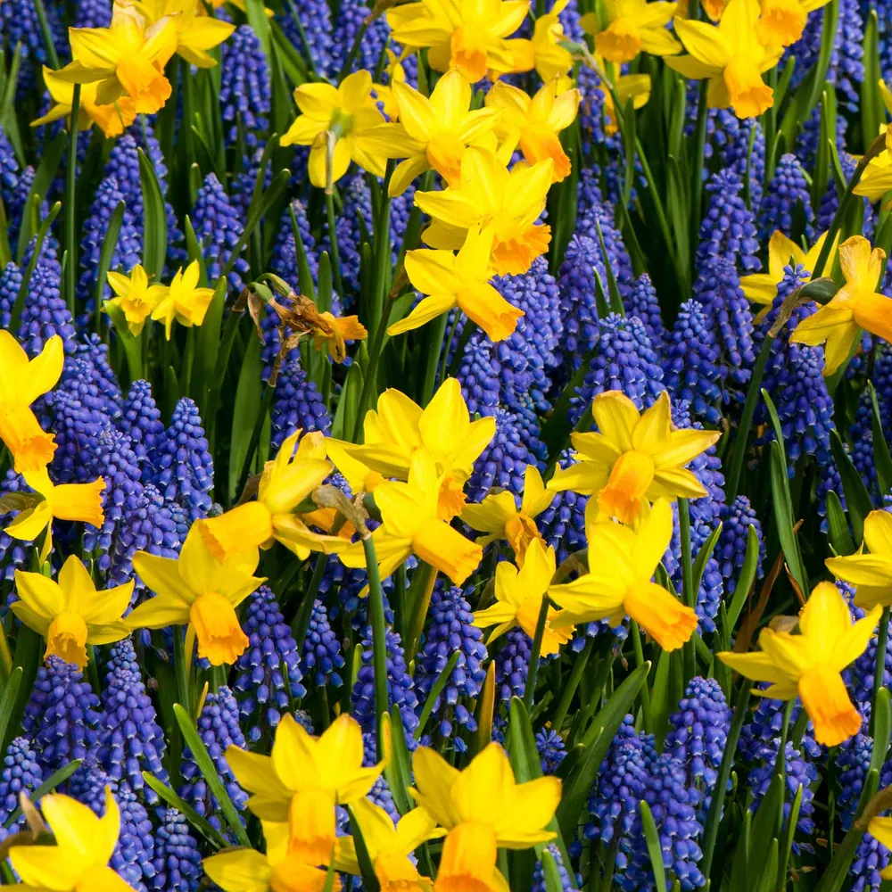 VEGSOW Jetfire Daffodil & Grape Hyacinth Bulb Mix - Spring Flowering Perennials