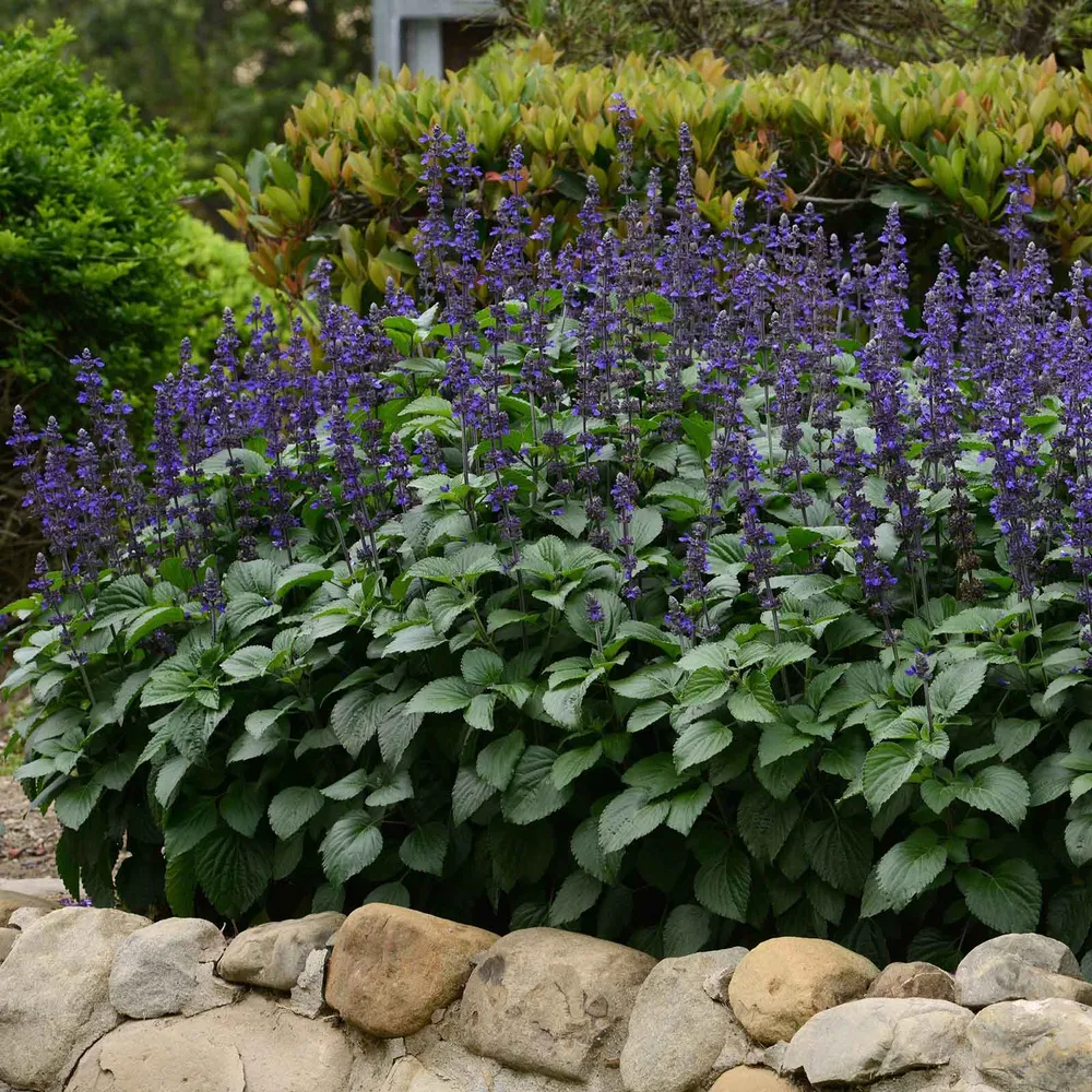 VEGSOW Big Blue Sage Seeds - Heirloom Herb Seeds for Home Gardening
