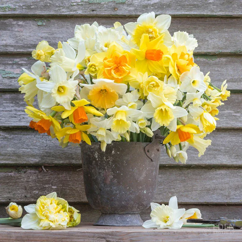 Daffodil Bulbs - Farmhouse Mix