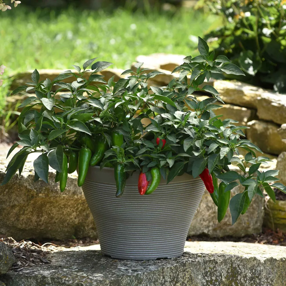 VEGSOW Pot-a-Peno Hot Pepper Seeds - Compact Container Variety