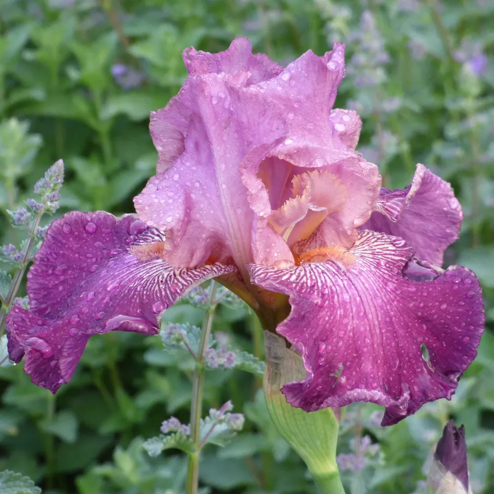 VEGSOW Autumn Rose Bearded Iris Bulbs - Hardy Perennial Rhizomes for Garden Landscapes