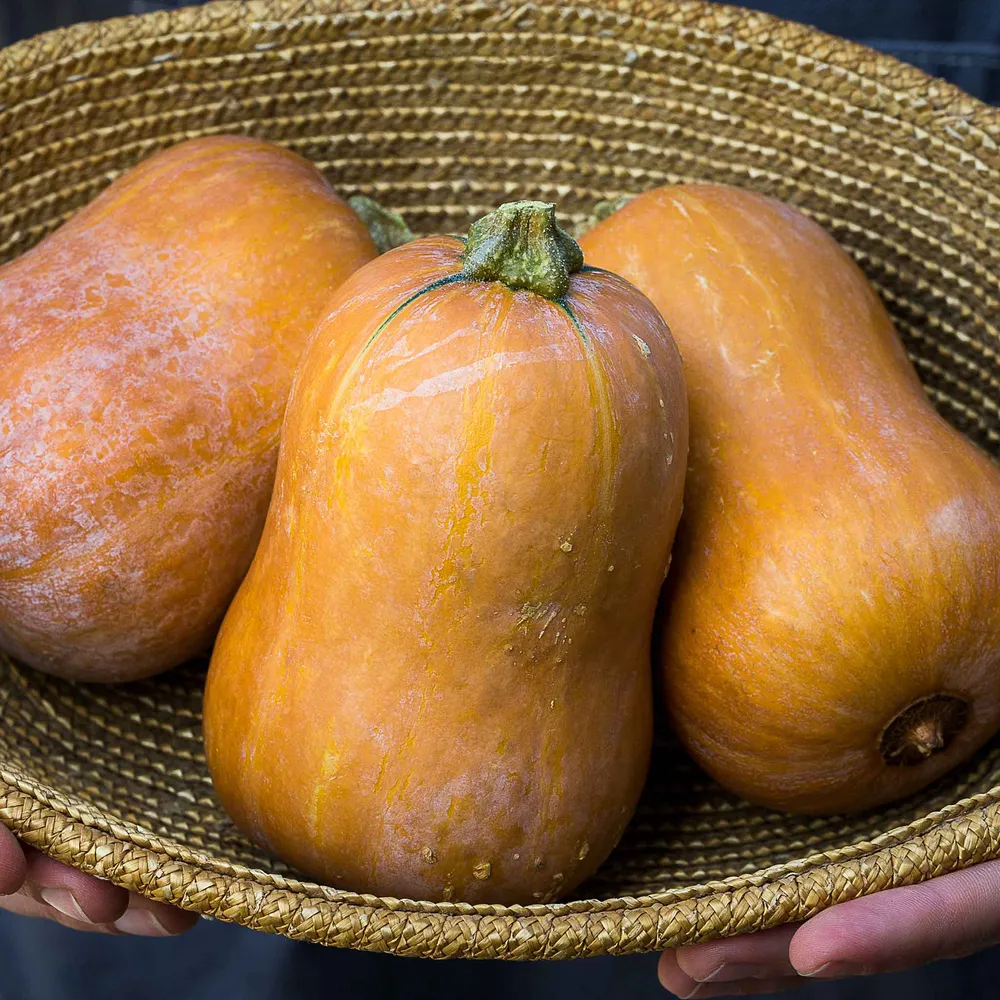 VEGSOW Honeynut Winter Squash Seeds - High-Yield Heirloom Vegetable Seeds