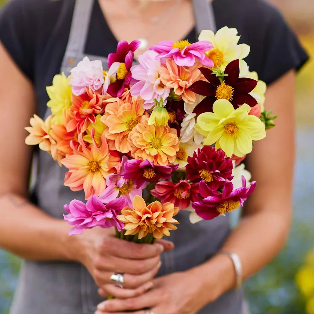 Dahlia Seeds - Early Bird Mix