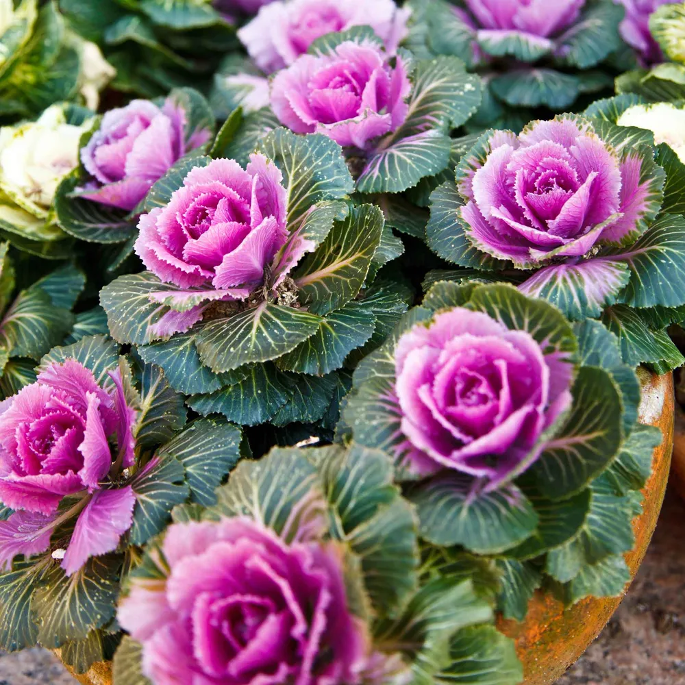 VEGSOW Ornamental Kale Seeds - Crane Pink