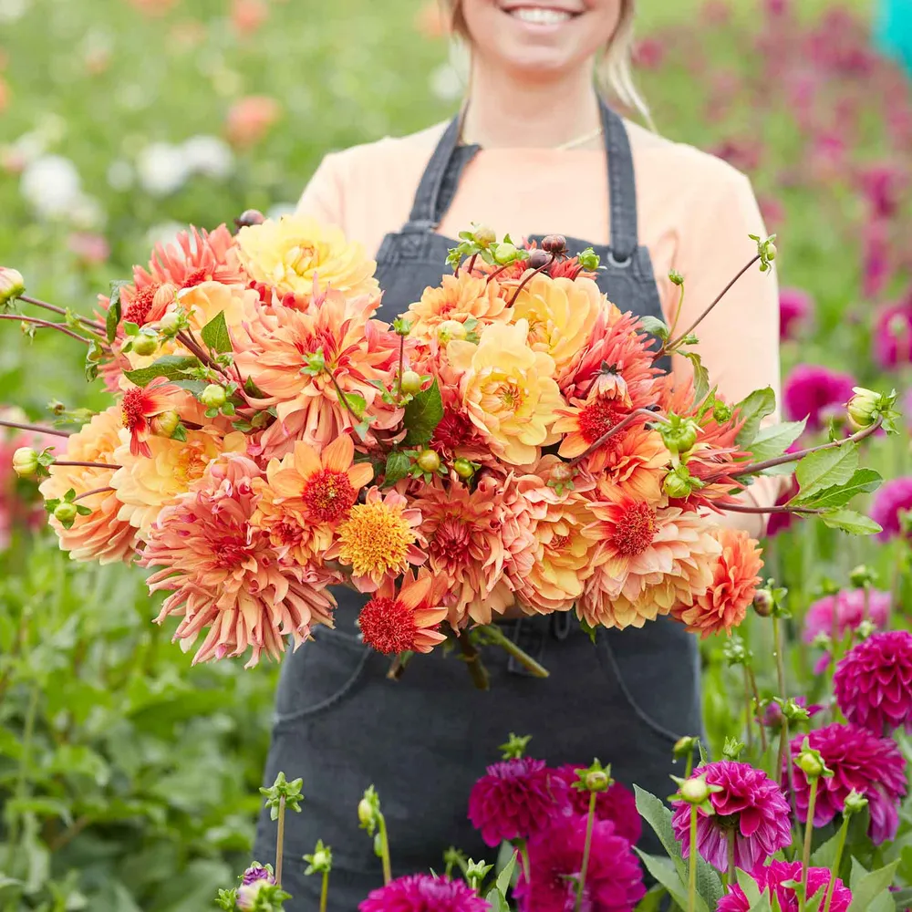 VEGSOW Dahlia Tubers - Ginger Spice Mix Garden Flower Bulbs