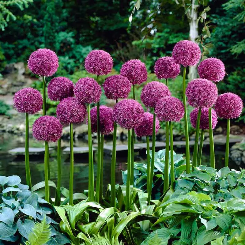 VEGSOW Giant Allium Bulbs - Globemaster Ornamental Flower Bulbs