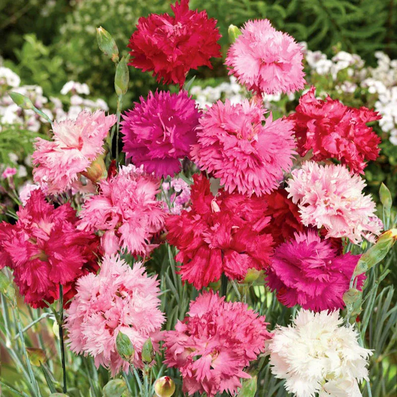 VEGSOW Cottage Pink Seeds - Sonata