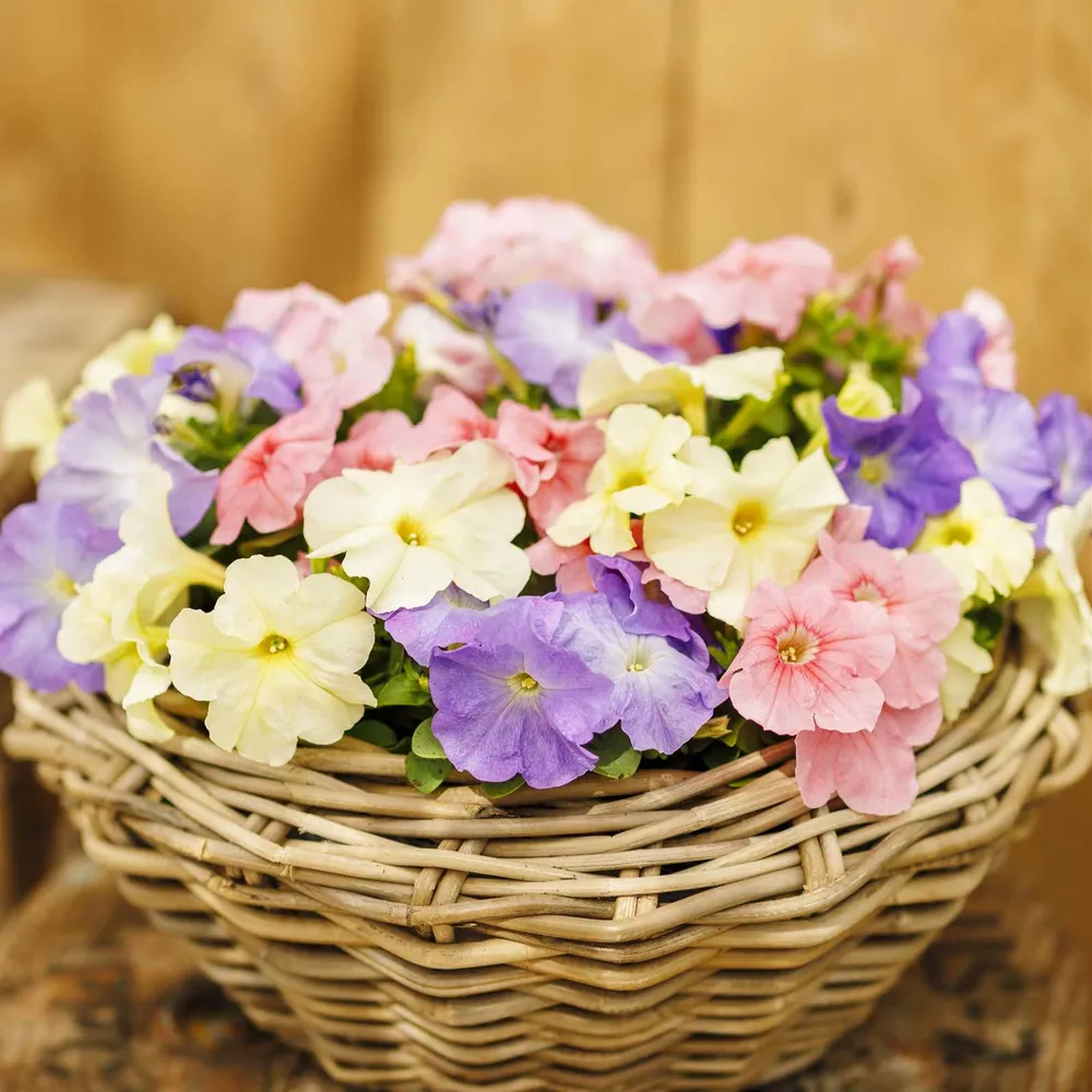 VEGSOW Petunia Seeds - Limbo GP Pastel Mix