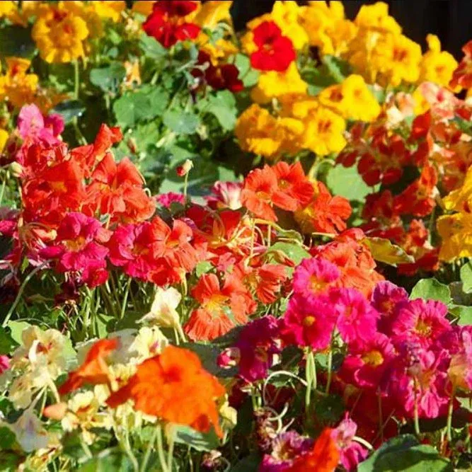 VEGSOW Nasturtium Seeds (Dwarf) - Whirlybird Double Mix