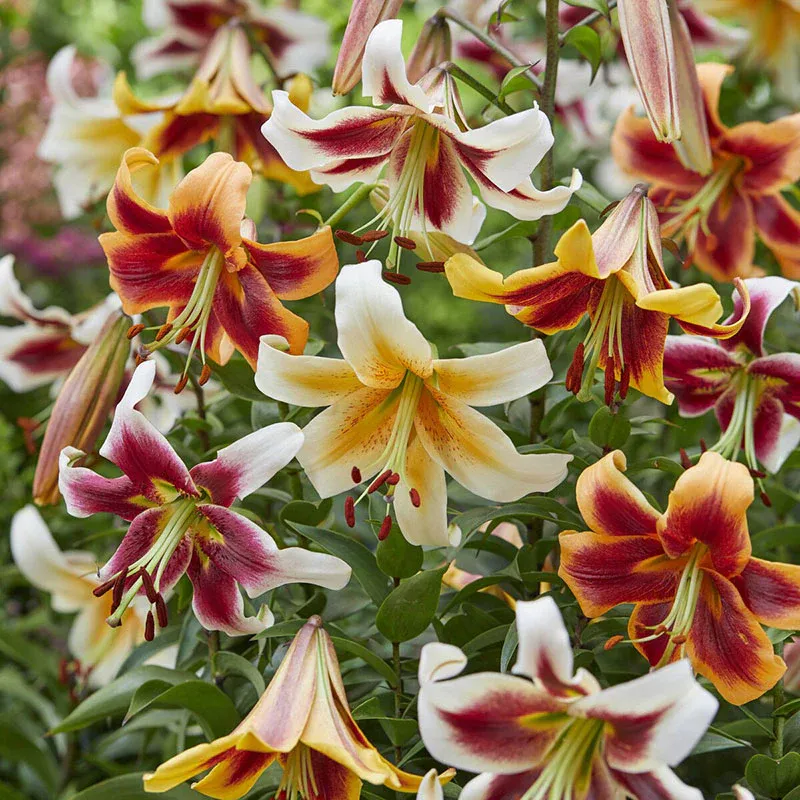 VEGSOW Giant OT Lily Bulbs Mix - Fragrant Oriental-Trumpet Hybrid Flower Bulbs