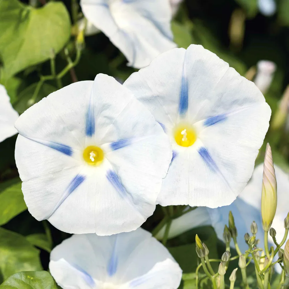 VEGSOW Morning Glory Seeds - Ismay Variety