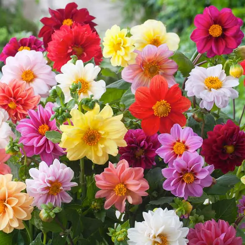 VEGSOW Dahlia Seeds - Unwins Bedding Mix