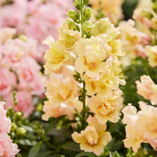 VEGSOW Snapdragon Seeds - Twinny Yellow Shades