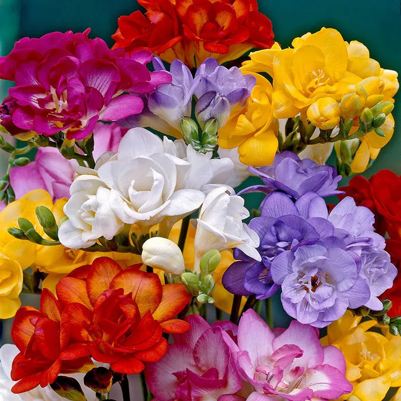 VEGSOW Freesia Bulbs - Double Mix