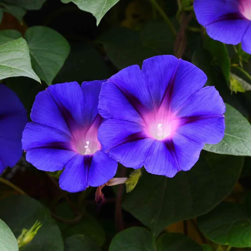 Grandpa Ott Morning Glory Seeds - Heirloom Climbing Flower Seeds