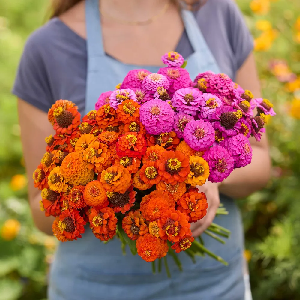 VEGSOW Zinnia Bundle - Lilliput Orange & Purple Flower Seeds