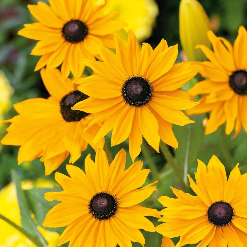 VEGSOW Black Eyed Susan Seeds - Marmalade Rudbeckia Hirta