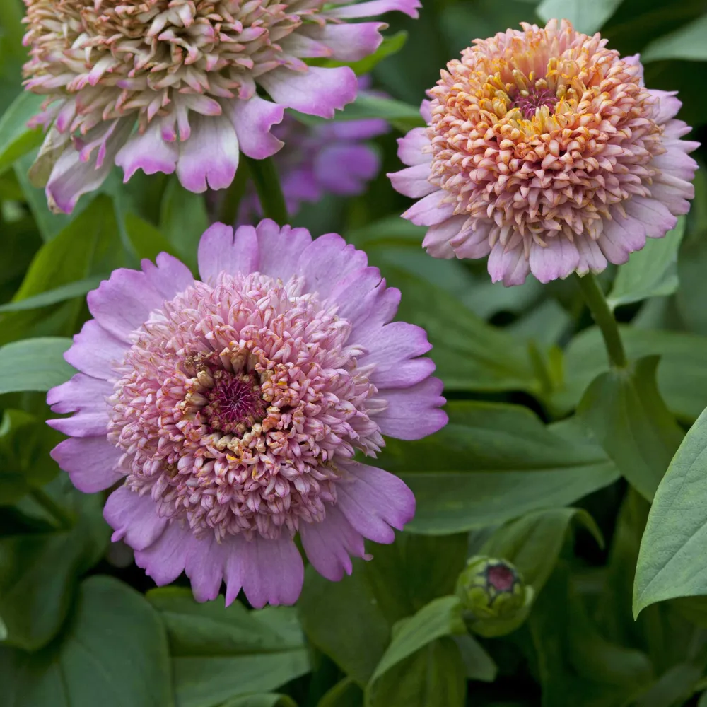 VEGSOW Zinnia Seeds - Cresto! Peachy Pink