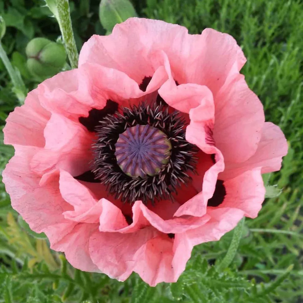 VEGSOW Papaver orientale Roots - Helen Elizabeth Perennial Poppy