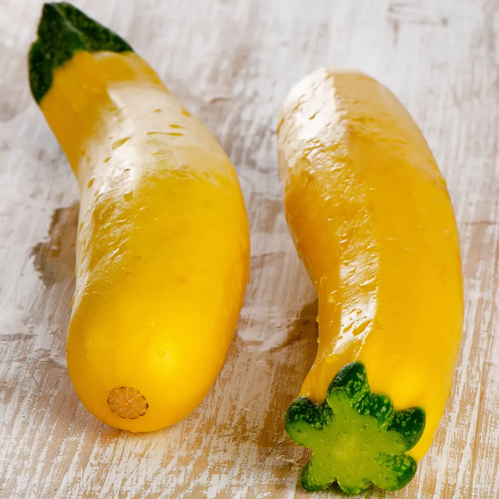 VEGSOW Organic Early Prolific Straightneck Squash Seeds