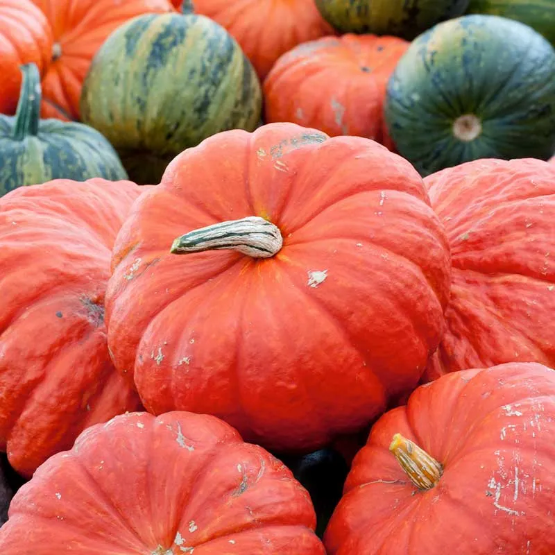 VEGSOW Rouge Vif d'Etampes Pumpkin Seeds - Heirloom French Cinderella Pumpkin
