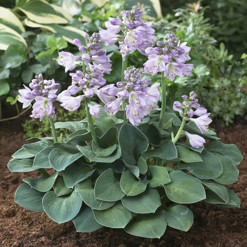 VEGSOW Blue Mouse Ears Hosta Roots - Live Bare Root Perennial Plant