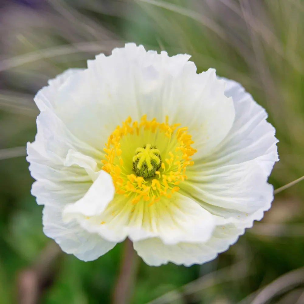 VEGSOW Iceland Poppy Seeds - Champagne Bubbles White