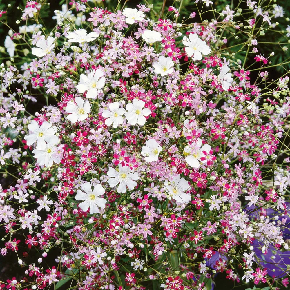 VEGSOW Baby's Breath Seeds - Mixed Varieties for Garden Borders