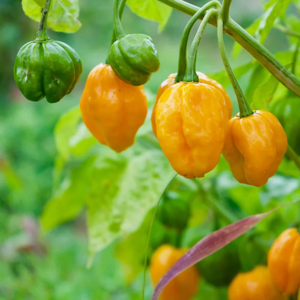 VEGSOW Organic Habanero Orange Pepper Seeds - Heirloom Non-GMO Variety