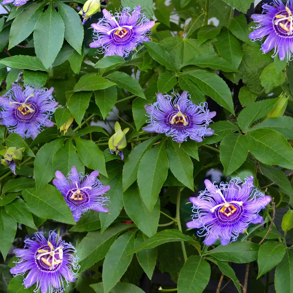 VEGSOW Purple Passion Flower Seeds - Passiflora Incarnata Heirloom Seeds