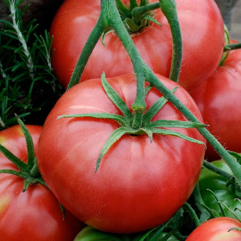 VEGSOW Brandywine Tomato Seeds - Organic Heirloom Vegetable Seeds