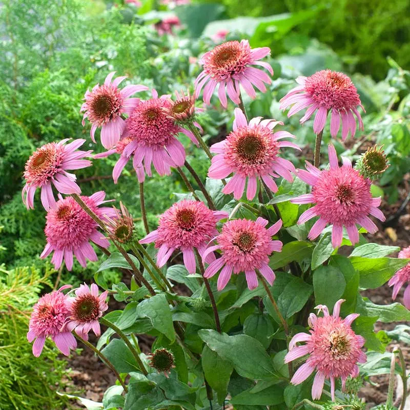 VEGSOW Pink Double Delight Echinacea Roots - Perennial Coneflower Garden Starter