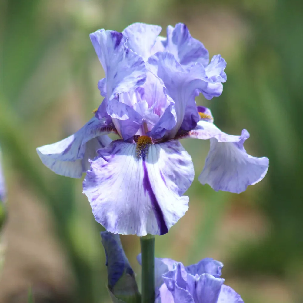 VEGSOW Re-Blooming Bearded Iris Bulbs - Hardy Perennial Rhizomes