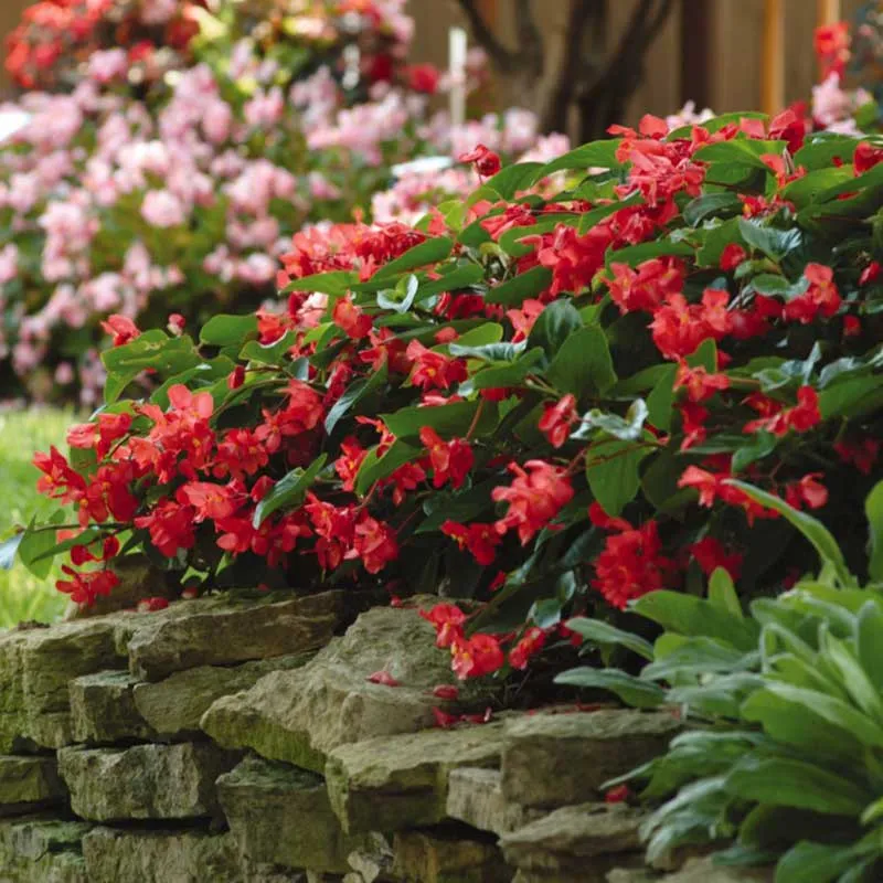 VEGSOW Dragon Wing Red Begonia Seeds - Vibrant Annual Flower Seeds