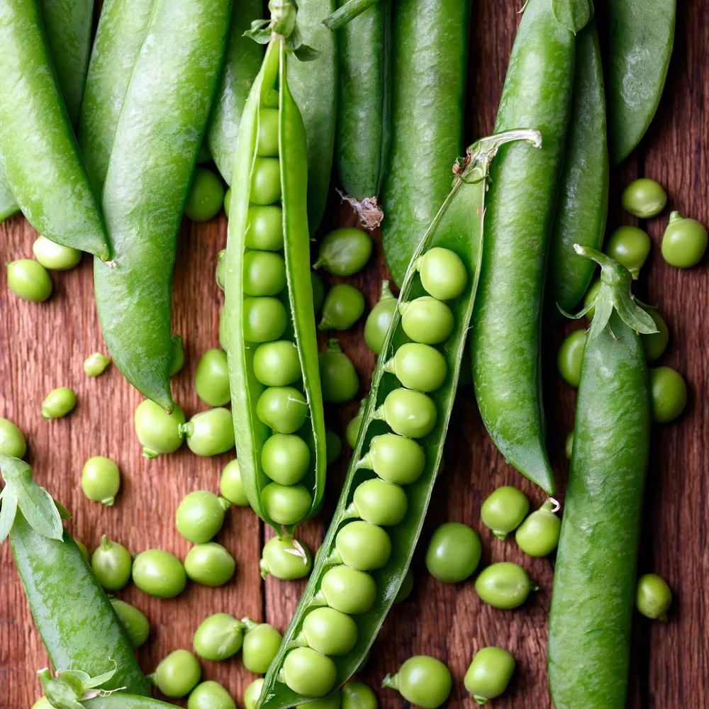 VEGSOW Green Arrow Pea Seeds - High Germination Vegetable Seeds for Home Gardens