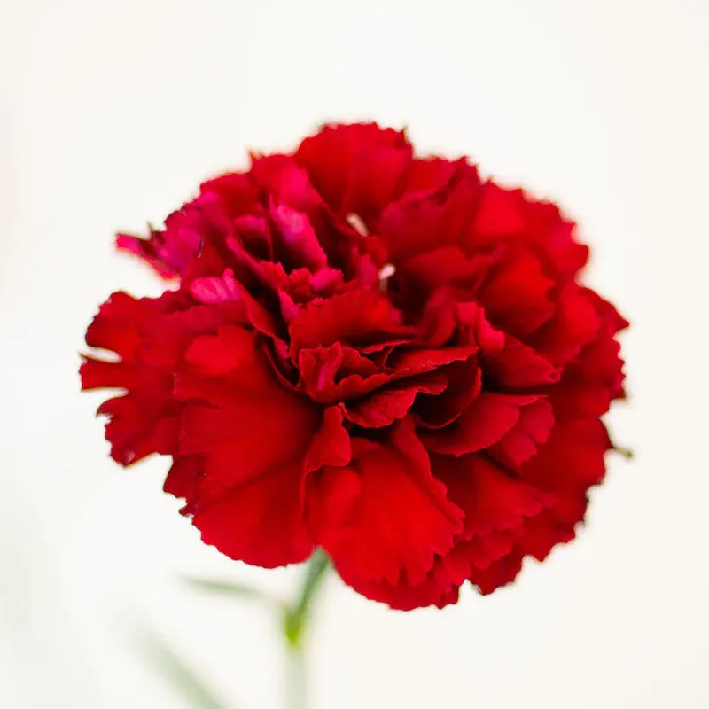 VEGSOW Etincellant Carnation Seeds - Premium Heirloom Flower Seeds