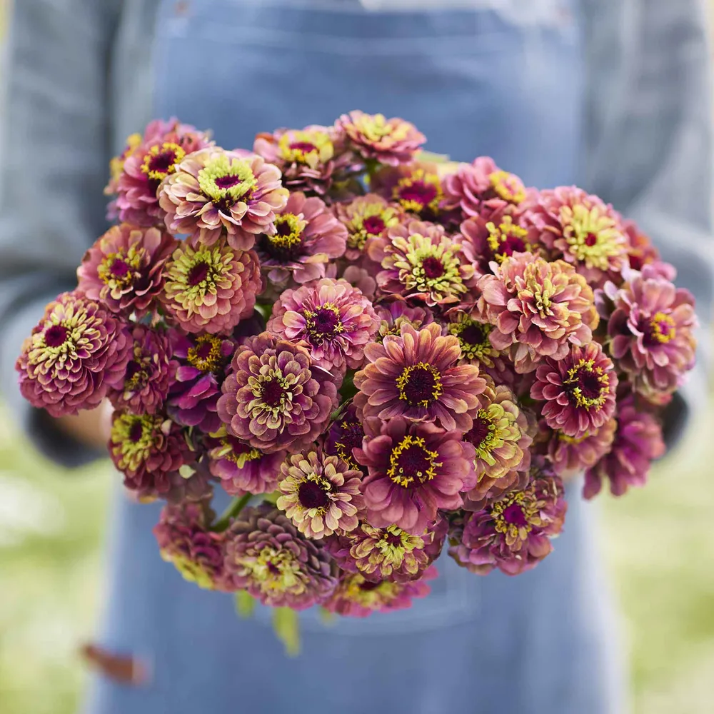 VEGSOW Queeny Lime Red Zinnia Seeds - Vibrant Annual Flower Seeds
