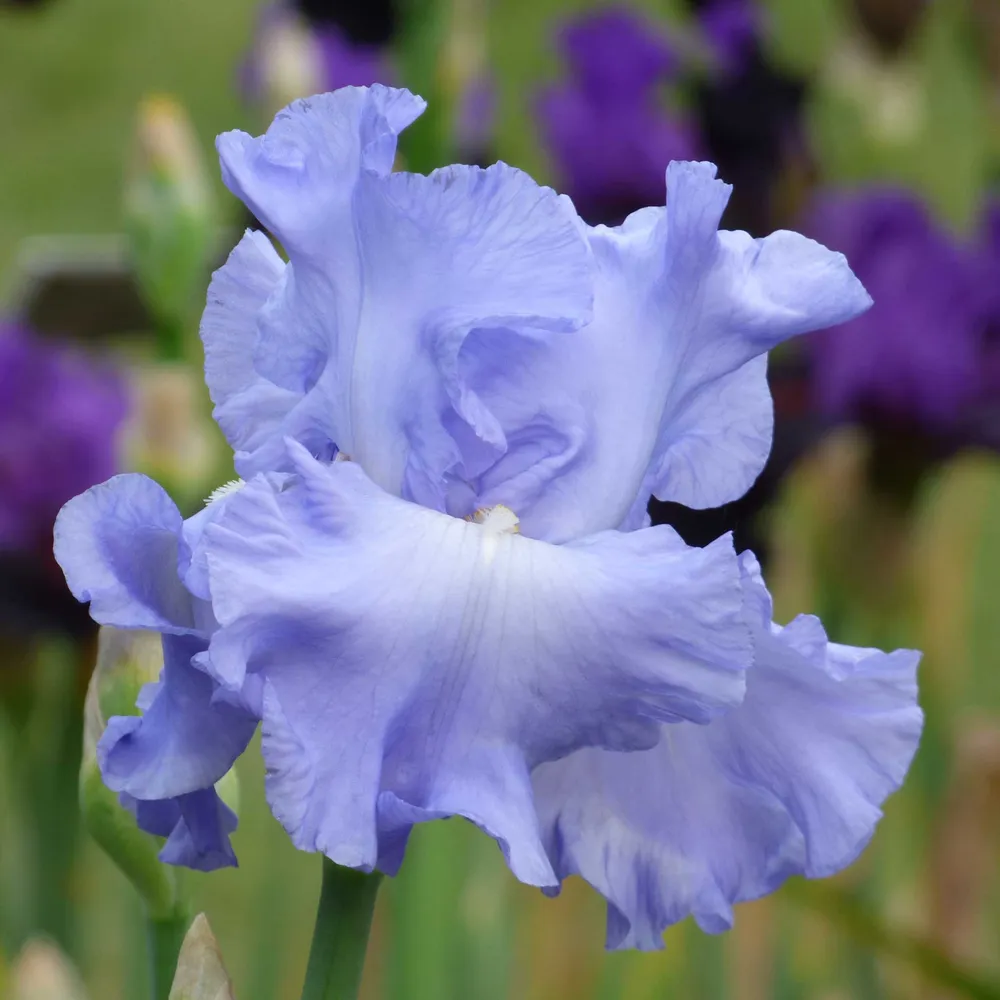 VEGSOW Open Ocean Bearded Iris Bulbs - Perennial Rhizomes for Garden