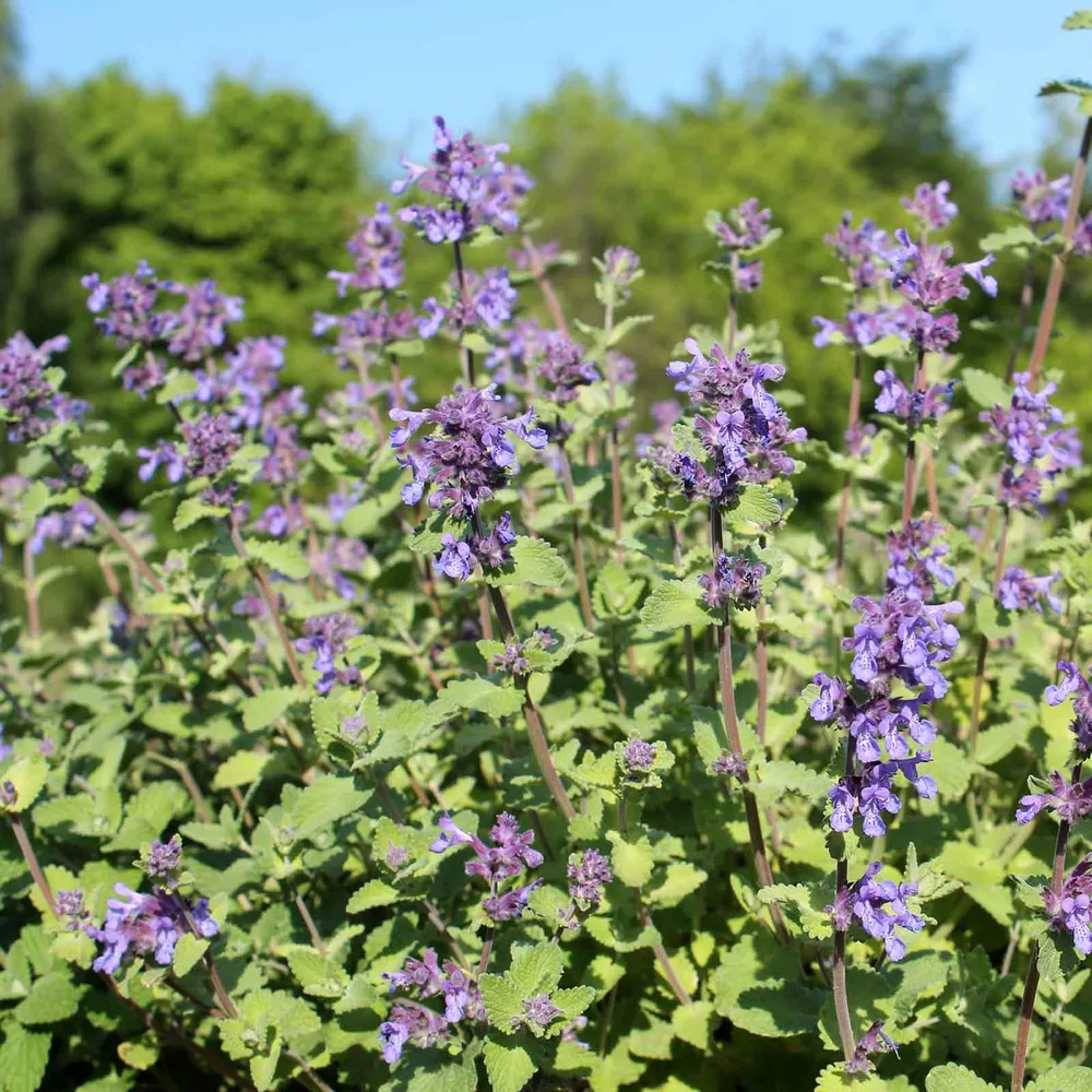 VEGSOW Lemon Catnip Seeds - Non-GMO Herb Seeds for Indoor Gardening