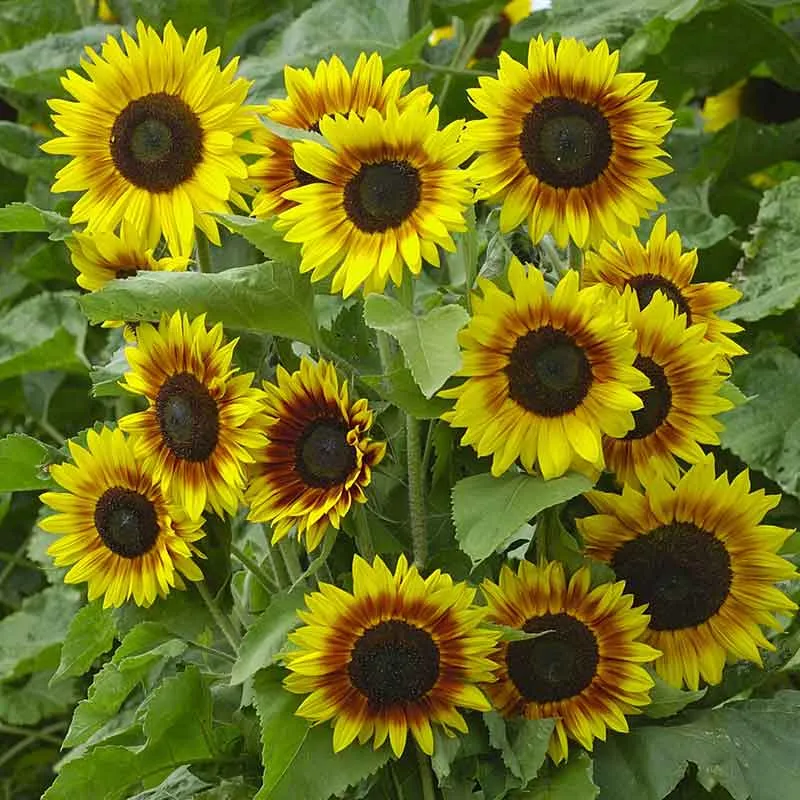 VEGSOW Ziggy Sunflower Seeds - Heirloom Variety for Vibrant Garden Displays