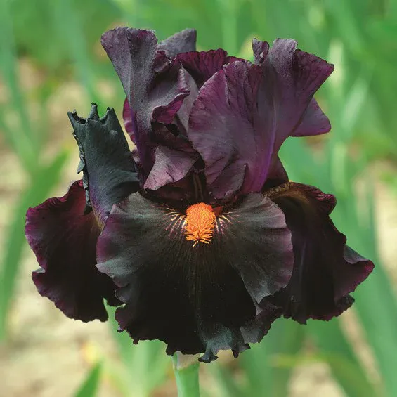 VEGSOW Bearded Iris Bulbs - Dracula's Kiss