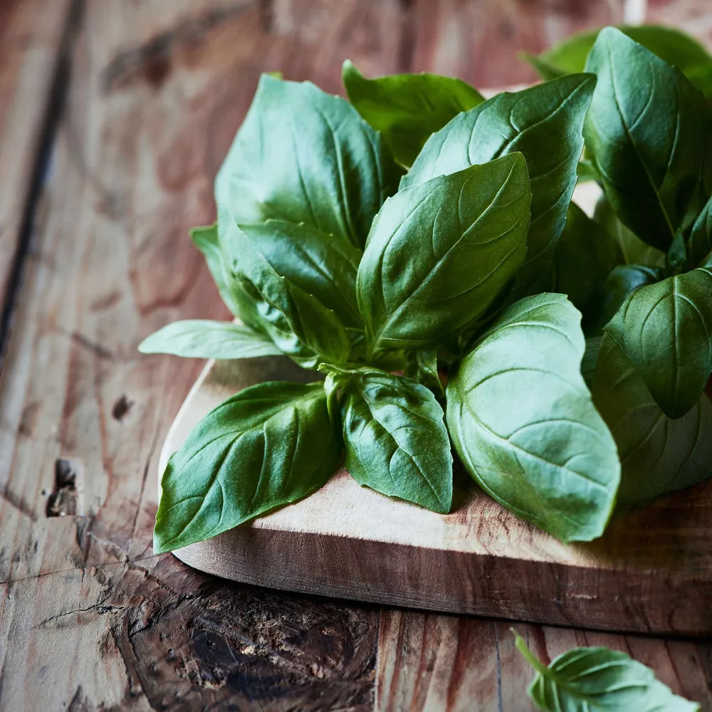 VEGSOW Italian Large Leaf Basil Seeds - Heirloom Herb Seeds for Indoor & Outdoor Gardening