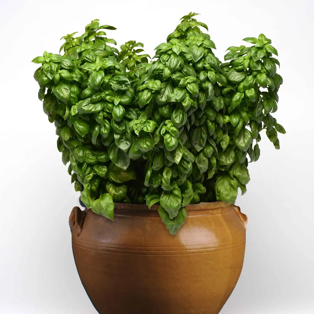 VEGSOW Everleaf Genovese Basil Seeds - High-Yield Culinary Herb Seeds