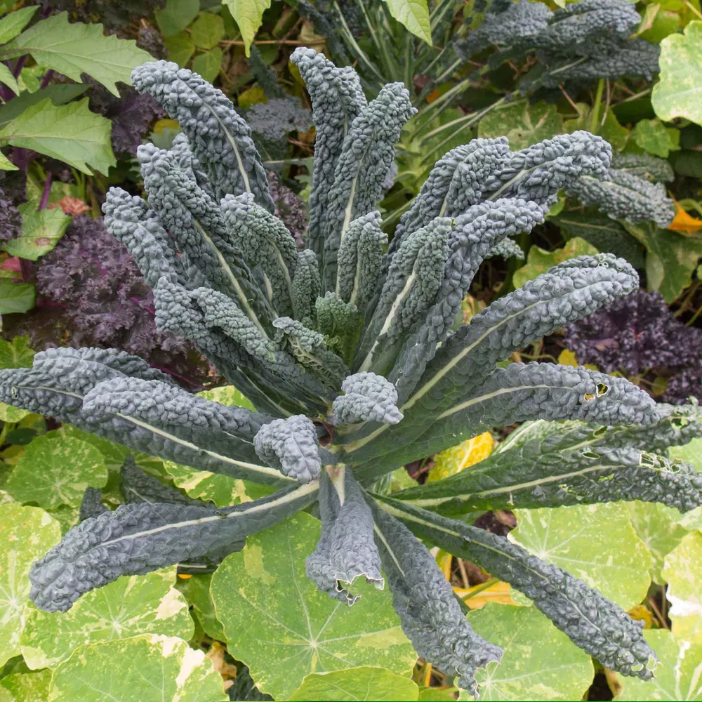 VEGSOW Lacinato Kale Seeds - Heirloom Dinosaur Kale Variety